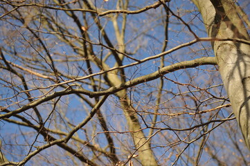 Gray branches on beech trees in the forest, blue autumn sky