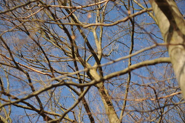 Gray branches on beech trees in the forest, blue autumn sky