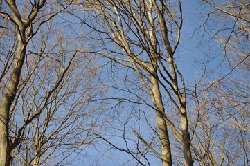 Gray branches on beech trees in the forest, blue autumn sky