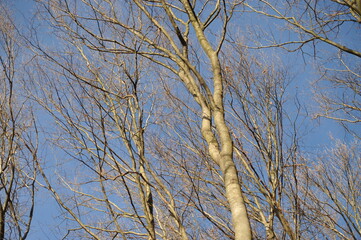Gray branches on beech trees in the forest, blue autumn sky