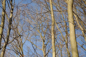 Gray branches on beech trees in the forest, blue autumn sky