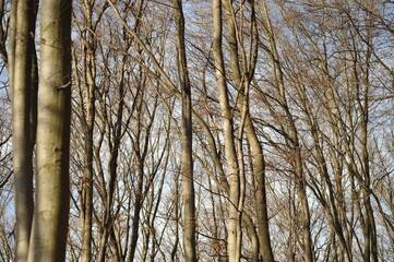 Gray branches on beech trees in the forest, blue autumn sky
