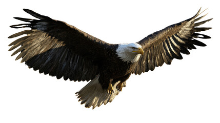 Obraz premium Bald Eagle in Flight: A majestic bald eagle with powerful wings spread wide soars through the sky, its piercing gaze fixed on the horizon, representing freedom, strength, and resilience.