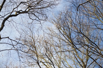 Gray branches on beech trees in the forest, blue autumn sky
