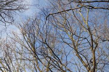 Gray branches on beech trees in the forest, blue autumn sky