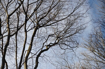 Gray branches on beech trees in the forest, blue autumn sky