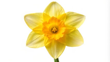 Obraz premium Yellow Daffodil Flower