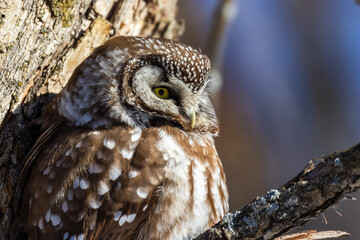 A close-up of Boreal owl (Aegolius funereus) or Tengmalm's owl in winter