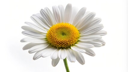 Fototapeta premium Single Daisy Flower on White Background