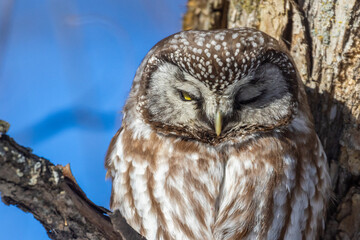 A close-up of Boreal owl (Aegolius funereus) or Tengmalm's owl in winter