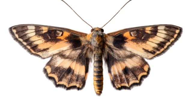 Intricate Beauty of the Skipper Butterfly: A striking close-up of a Skipper Butterfly with detailed wings in intricate patterns of brown, orange and black.