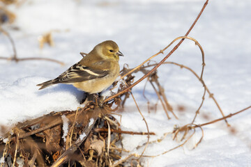 American goldfinch (Spinus tristis) in winter