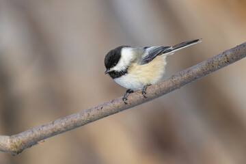 black-capped chickadee (Poecile atricapillus) in winter