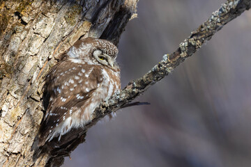 A close-up of Boreal owl (Aegolius funereus) or Tengmalm's owl in winter
