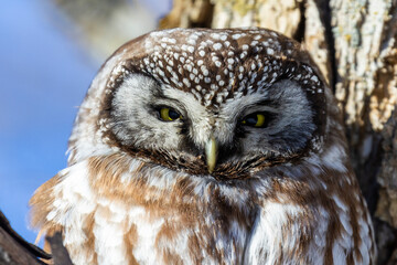 A close-up of Boreal owl (Aegolius funereus) or Tengmalm's owl in winter
