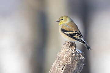 American goldfinch (Spinus tristis) in winter