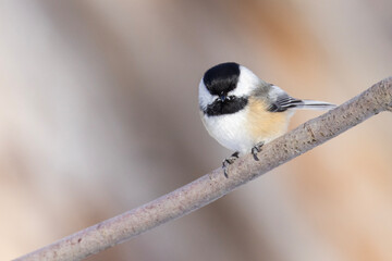 black-capped chickadee (Poecile atricapillus) in winter
