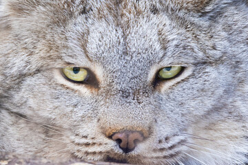 Generated Canada lynx (Lynx canadensis) or Canadian lynx portrait