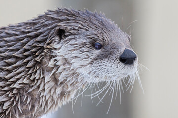 American river otter (Lontra canadensis) in winter