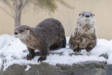 American river otter (Lontra canadensis) in winter