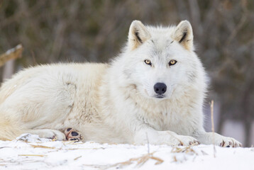 Obraz premium Portrait of timber wolf in Canadian winter