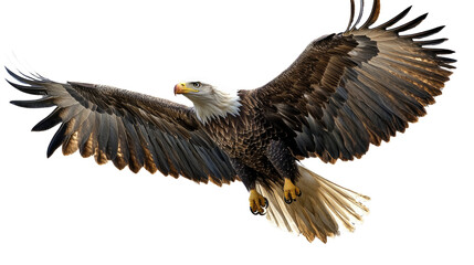 Obraz premium Majestic Bald Eagle in Flight: A powerful bald eagle with striking white head and beak soars through the air with its wings outstretched.