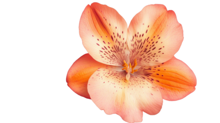 Colorful flower on transparent background