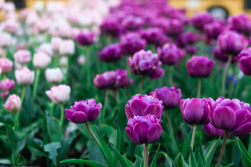 Multicolor flowerbed of tulips spring flowers. Beautiful spring background