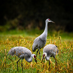 Sandhill Cranes