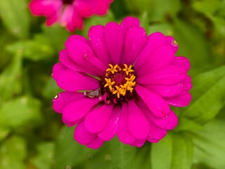 red zinnia flowers are still fresh and beautiful