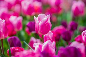 Beautiful Pink Tulips. Purple tulip flowers background. Beautiful flower violet tulips in sunlight landscape at spring or summer. Amazing spring nature. Tulips flowers in garden.