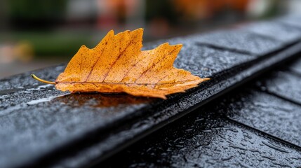 A wet orange leaf rests on a shiny surface, capturing the essence of autumn.