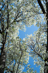 Spring blossom background. Blossoming tree branch with white flowers.