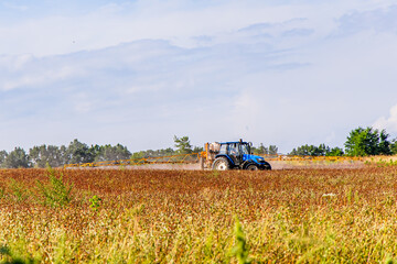 Obraz premium Tractor spraying buckwheat fields under a clear sky at midday