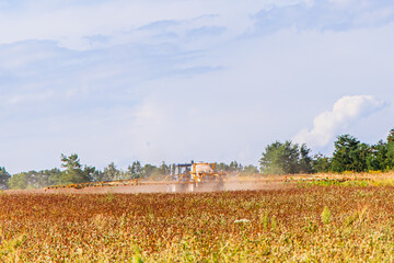 Fototapeta premium Agricultural field of buckwheat under cultivation with machinery in a rural landscape
