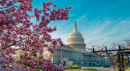 The capitol, american spring, spring in congress. Blossom spring in Washington DC. Capitol building...