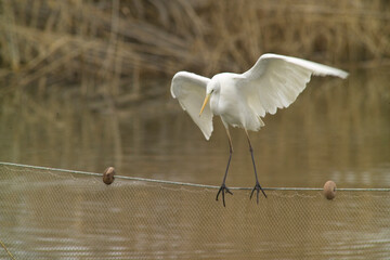 Airone bianco maggiore. Casmerodius albus. Great white egret. Cabras, Oristano, Sardegna, Italia