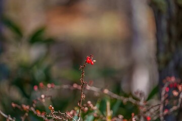光を浴びて輝く真っ赤に色づいたサンシュの実