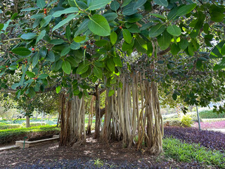 Ficus indica or Indian banyan (lat.- Ficus benghalensis)