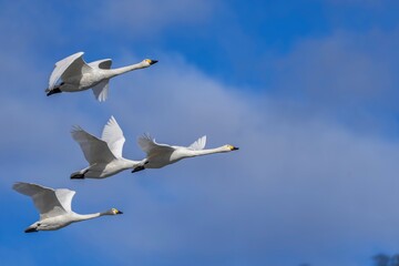 青空バックに優雅に飛ぶコハクチョウの群れ