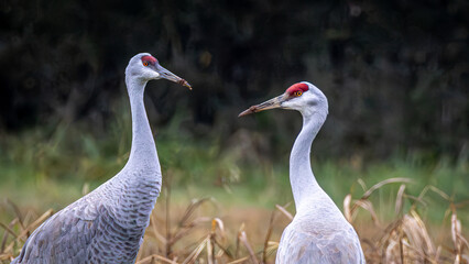 Sandhill cranes