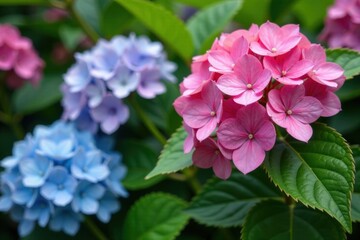 Fototapeta premium Hydrangea blooms in garden with colorful flowers , garden flowers, outdoor