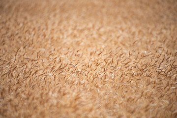 Wheat background. The agriculture. Gold sprouts of wheat in soil. Harvest in farm. Wheat field background. Background and texture for harvest. Background of ripening ears of wheat field.