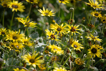 yellow dandelions in the field