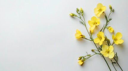 Sprig of blooming yellow evening primrose is lying on a white background