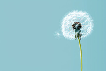 Fototapeta premium A single dandelion seed head blowing in breeze symbolizes spread of global peace and connection
