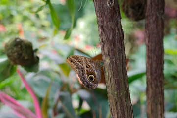 Large giant tropical brown Owl butterfly on side of tree branch. Species of the genus Caligo. Huge eyespots which resemble an owl eye. Green bushes in the background on a bright sunny day. 
