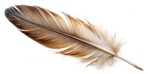 Fototapeta premium Single Bird Feather on White Background