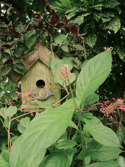 Small weathered wood birdhouse on the left side nestled behind large green leaves with multiple...