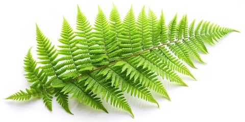 Green Fern Fronds on White Background